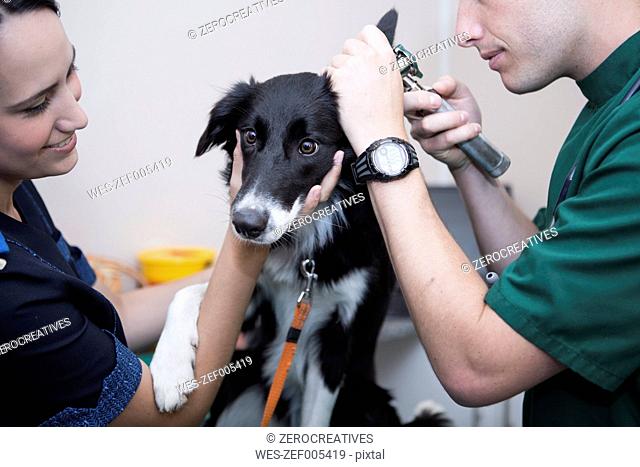 Veterinarian and assistant looking at Border Collie's ear with an otoscope