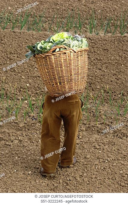 farmer loaded with a basket of vegetables