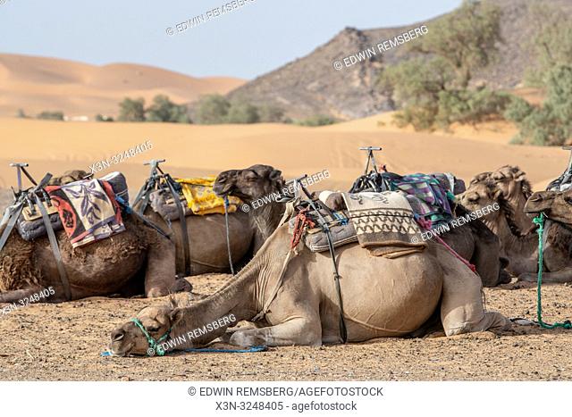 Resting Camels in the Dry Desert of Merzouga, Morocco. Sahara Desert - Erg Chabbi dunes