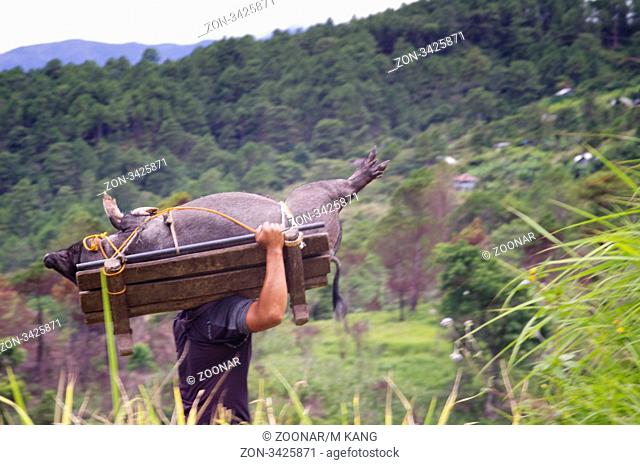 a pig is being transport for harvest season ceremony