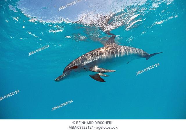 Atlantic Stenella, atlantic spotted dolphin, Stenella frontalis, USA, Florida, Atlantic