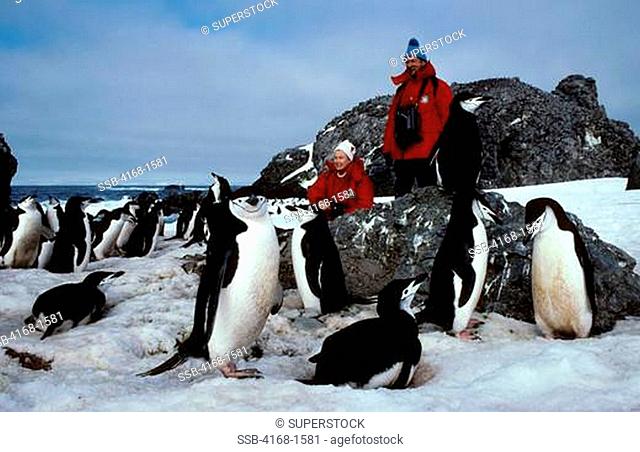 ANTARCTICA, NELSON ISLAND, SOUTH SHETLAND ISLANDS, TOURISTS WATCHING CHINSTRAP PENGUINS--RELEASE 43/44