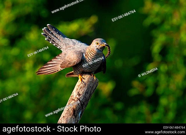 Common cuckoo, cuculus canorus, eating insect on tree in summer nature. Grey winged animal holding prey on wood. Color bird with caterpillar in beak on branch