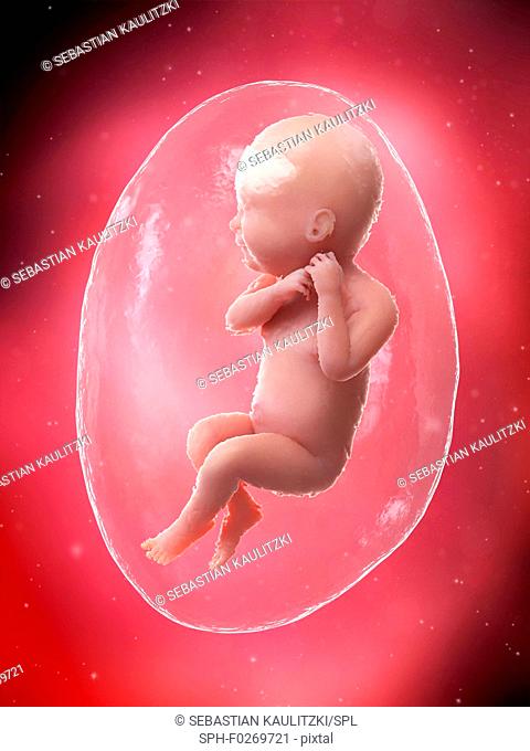 Foetus at week 40, computer illustration
