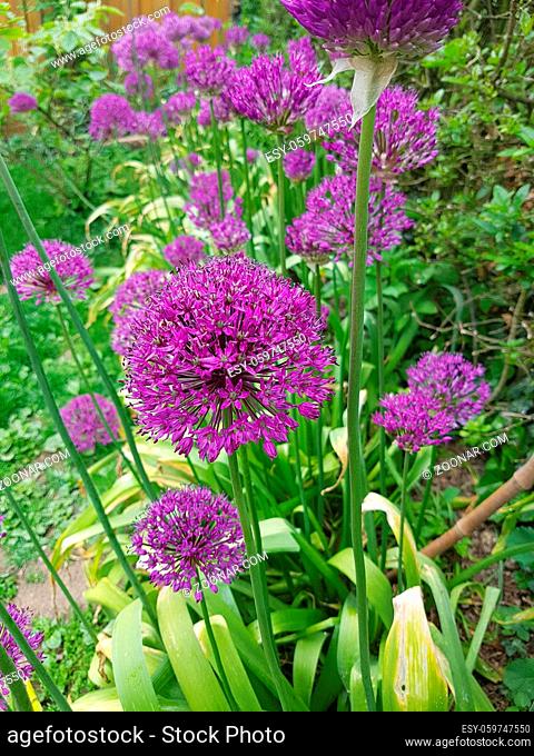 Zierlauch, Riesenlauch, Allium Giganteum ist eine wunderschoene Zierpflanze im Garten und hat lila Blueten. Ornamental Lily, Giant Lily