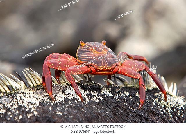Sally lightfoot crab Grapsus grapsus on a marine iguana in the Galapagos Island Archipelago, Ecuador  Pacific Ocean  MORE INFO: This bright red crab is one of...