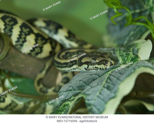 Morelia spilota are large snakes of the Pythonidae family