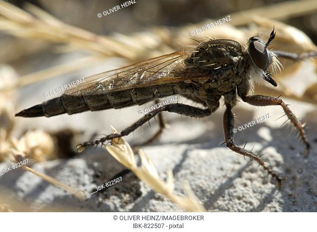 Robber Fly (Asilidae), Grasse, Alpes-Maritimes, France, Europe