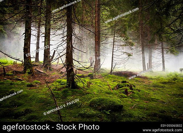 Twilight in the wild coniferous forest. Thick fog