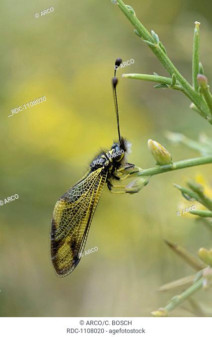 Crete Owlfly Ascalaphid, Crete, Greece / (Libelloides rhomboides ssp. cretensis)