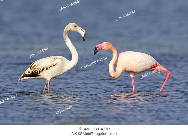 Greater Flamingo (Phoenicopterus roseus), Juvenile and adult standing in the water, Salalah, Dhofar, Oman