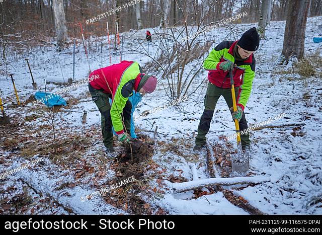 29 November 2023, Berlin: Trainees from Berlin Forestry plant bird cherries in Tegel Forest in sub-zero temperatures. The low-pressure system Quintius is...