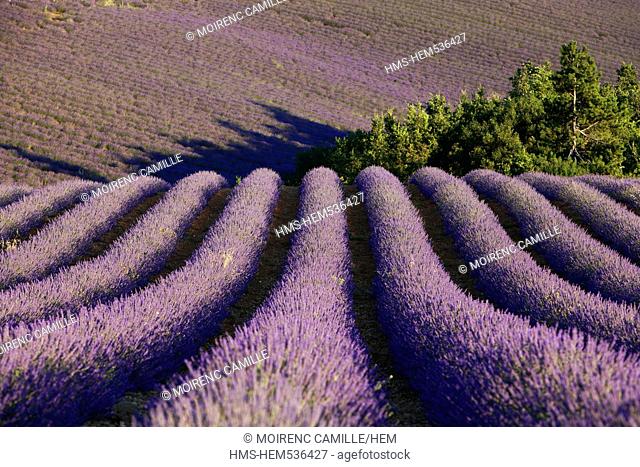 France, Alpes de Haute Provence, around Puimichel, lavender