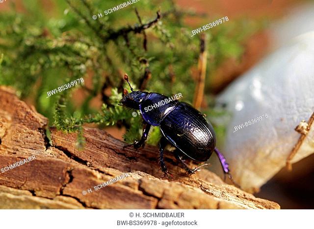 Common dor beetle (Anoplotrupes stercorosus, Geotrupes stercorosus), on deadwood, Germany