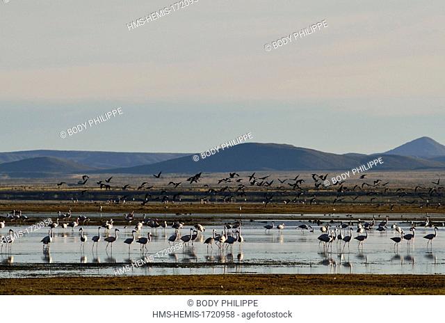Argentina, Province of Ju Juy, Natural reserve - Laguna de los Pozuelos, greater flamingo (Phoenicopterus roseus)