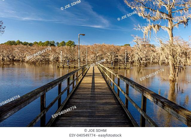 Cypress trees at Caddo Lake State Park, Eastern Texas near Louisiana border