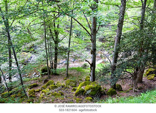 Beechwood near Puente Ra stream in Villoslada de Cameros  Natural Park of Sierra Cebollera  Logroño  La Rioja  Spain