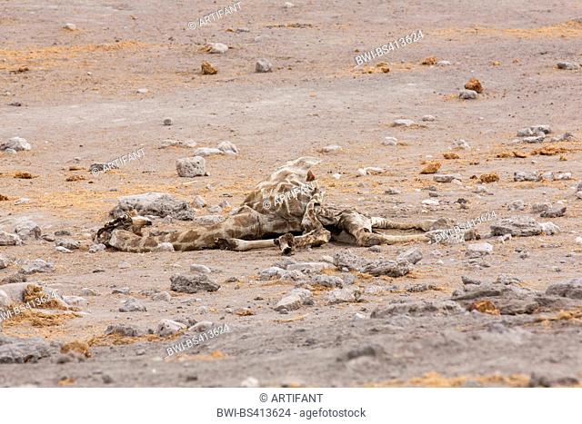 Angolan giraffe, Smoky giraffe (Giraffa camelopardalis angolensis), cadaver lying on dusty ground between stones and elephant dung, Namibia