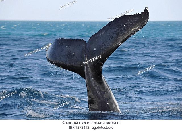 Species-specific tail slap, slap of the tail fin, of a Humpback Whale (Megaptera novaeangliae) in front of Fraser Island, Hervey Bay, Queensland, Australia