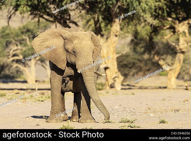 African Elephant (Loxodonta africana). So-called desert elephant. Cow in the dry bed of the Huab river. Damaraland, Kunene Region, Namibia