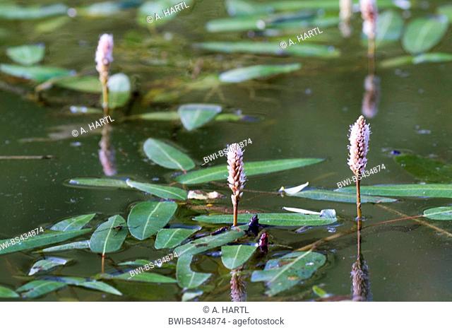 amphibious bistort (Persicaria amphibia, Polygonum amphibium), blooming, Germany, Bavaria, Erdinger Moos