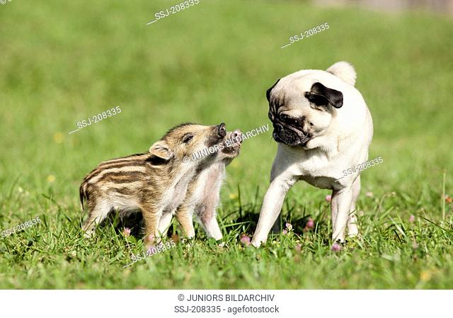 Pug. Adult dog interacting with a pair of Wild Boar shoats. Germany
