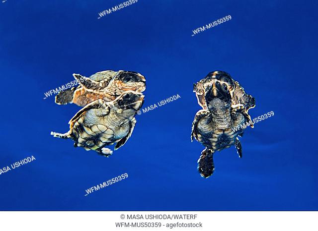 loggerhead sea turtle hatchlings, Caretta caretta, Sargasso Sea, Atlantic Ocean