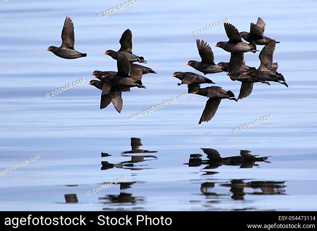 A flock of Crested auklet flying over the waters of the Pacific Ocean