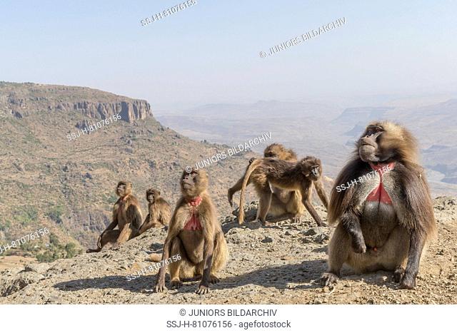 Gelada Baboon (Theropithecus gelada). Group of females with young and male near the cliff where they spend the night. Ethiopia