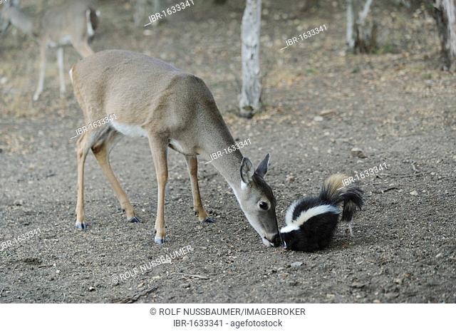 White-tailed Deer (Odocoileus virginianus), Striped Skunk (Mephitis mephitis), feeding, New Braunfels, San Antonio, Hill Country, Central Texas, USA
