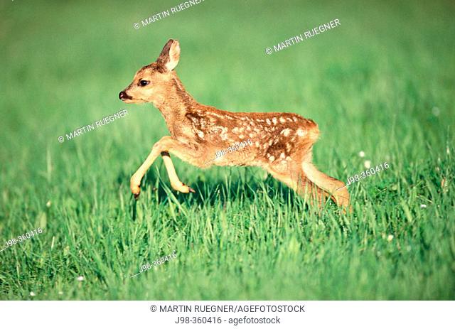Roe deer fawn (Capreolus capreolus). Bayern. Germany