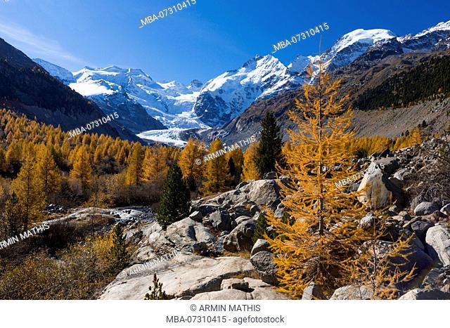 Golden yellow larches in the Morteratschtal (valley) near Pontresina in contrast with the eternal ice of the Bernina massif, canton of Grisons, Switzerland