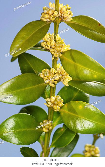 common box, boxwood (Buxus sempervirens), blooming branch, Germany