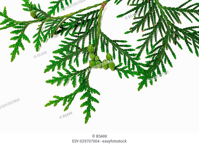 Thuja twig with green cones isolated on white background
