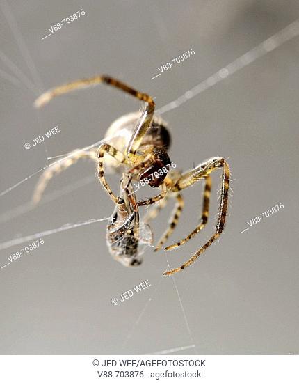 Common Garden Spider (Araneous diadenatus) wrapping prey in silk