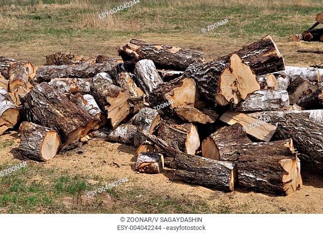 Pile of large birch chocks on the ground