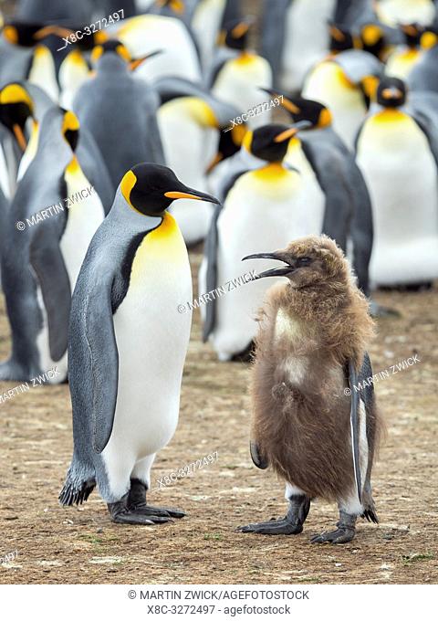 Feeding a chick in brown plumage. King Penguin (Aptenodytes patagonicus) on the Falkland Islands in the South Atlantic. South America, Falkland Islands, January