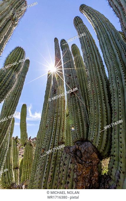 Organ pipe cactus (Stenocereus thurberi), with sunburst, Himalaya Beach, Sonora, Mexico, North America