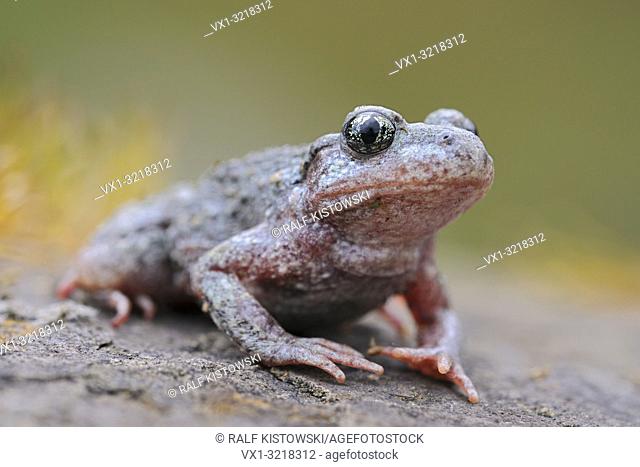Common Midwife Toad / Geburtshelferkroete ( Alytes obstetricans ), sitting on rocks of an old quarry, frontal side view, detailed shot