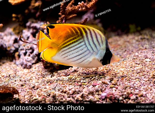 Threadfin butterflyfish (Chaetodon auriga) fish underwater in Red sea with corals in background