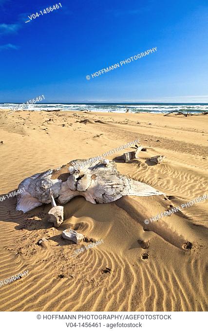 Whale bones on the shore in the Skeleton Coast Park, Namibia, Africa
