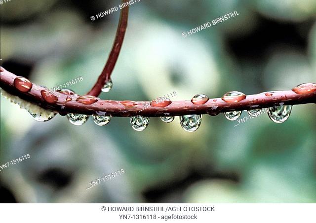 rclose up view of a row of droplets hanging from a twig