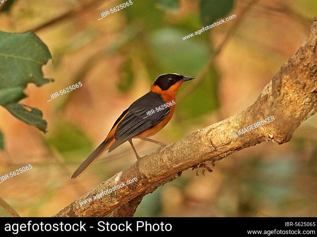Adult female Snow-crowned snowy-crowned robin-chat (Cossypha niveicapilla), sitting on a branch, Mole N. P. Ghana