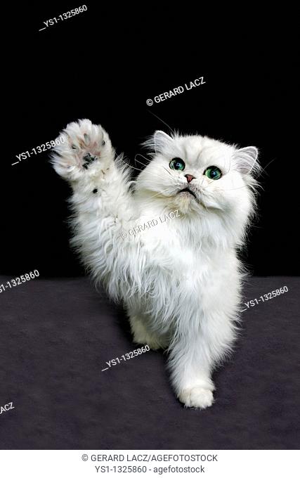 CHINCHILLA PERSIAN CAT, ADULT WITH GREEN EYES HOLDING UP IT'S PAW