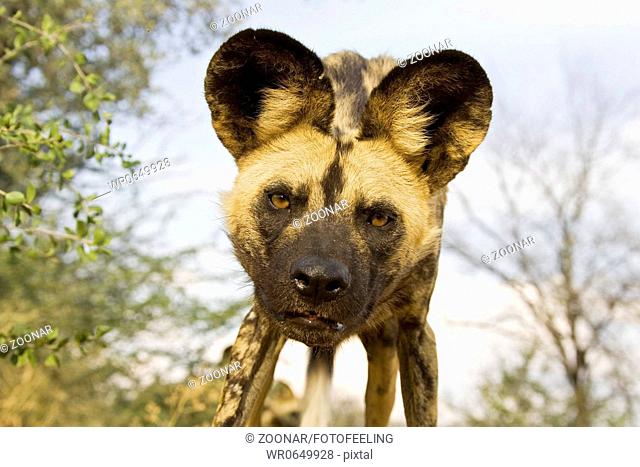 Afrikanischer Wildhund Lycaon pictus, Portrait, Namibia, Afrika, african wilddogs, Africa