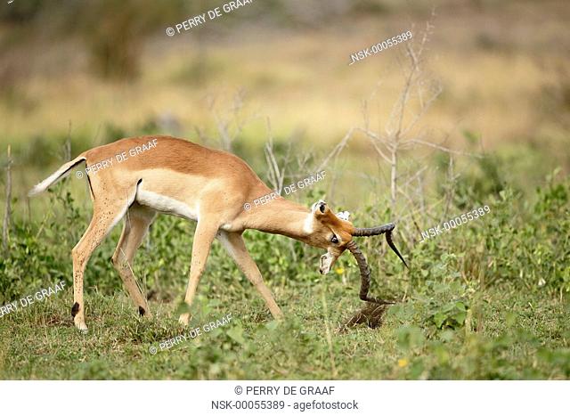 Impala (Aepyceros melampus) male, advertising aggressive mood with vegetation horning, South Africa, Mpumalanga, Kruger National Park
