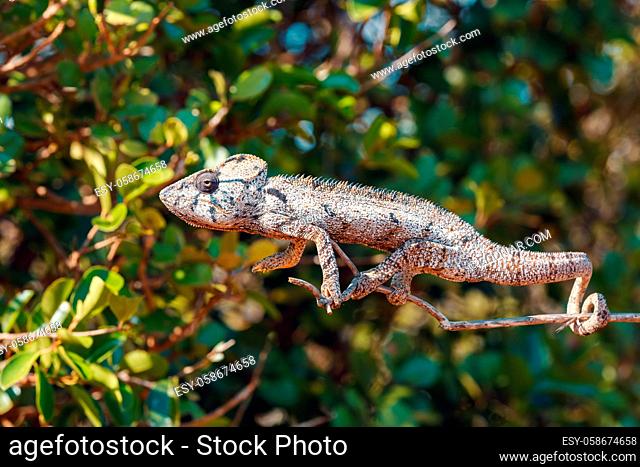Endemic Malagasy giant chameleon or Oustalets's chameleon (Furcifer oustaleti), very large species of chameleon. Antsiranana, Madagascar wildlife and wilderness