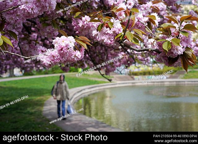 04 May 2021, Berlin: Japanese ornamental cherry trees seem to form a ""blossom roof"" at Weinbergpark. The coming weekend should finally herald the early summer...