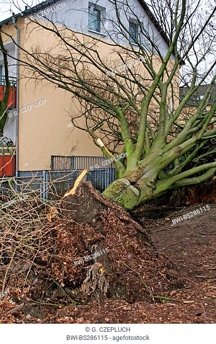 disrooted tree in housing area, effect of hurricane Kyrill 2007, Germany, North Rhine-Westphalia, Ruhr Area, Essen