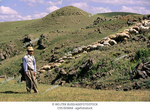 Shepherd with his flock near Marmashen. Armenia